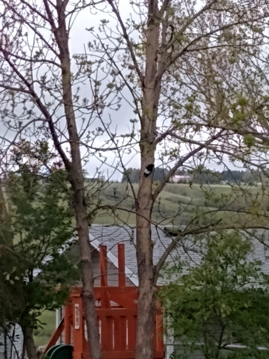 Red-headed Woodpecker - ML657828416