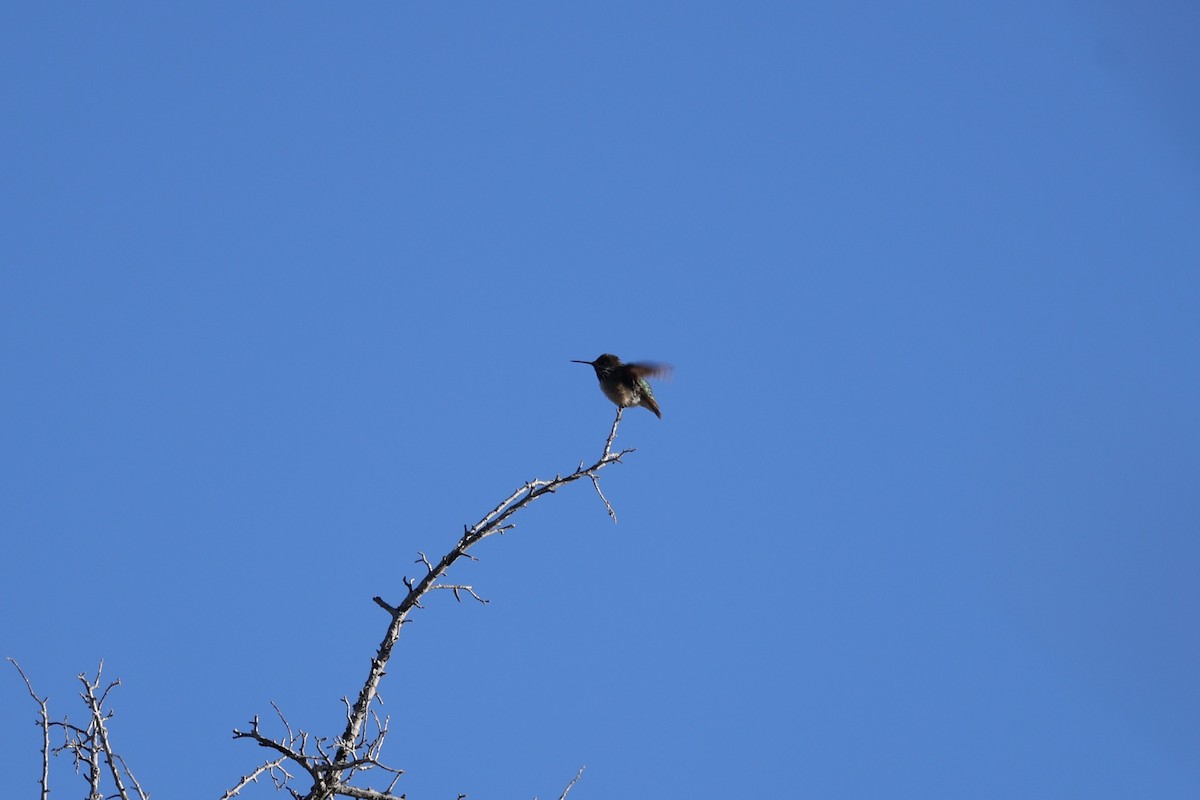 Calliope Hummingbird - ML657828438