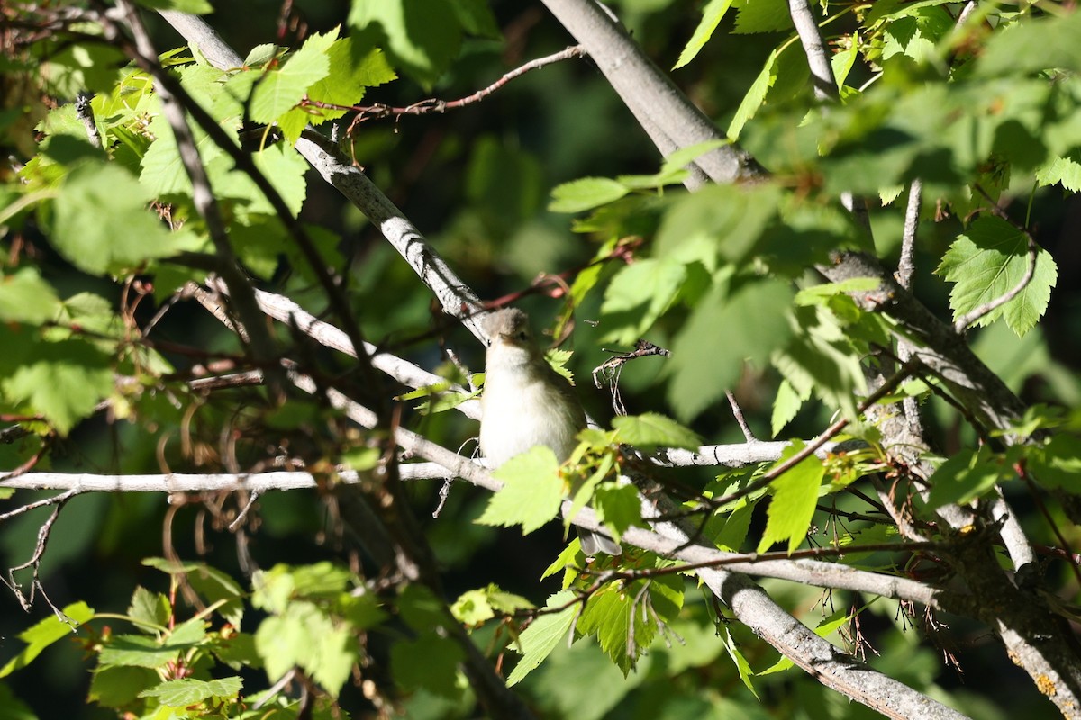 Western Warbling Vireo - ML657828488