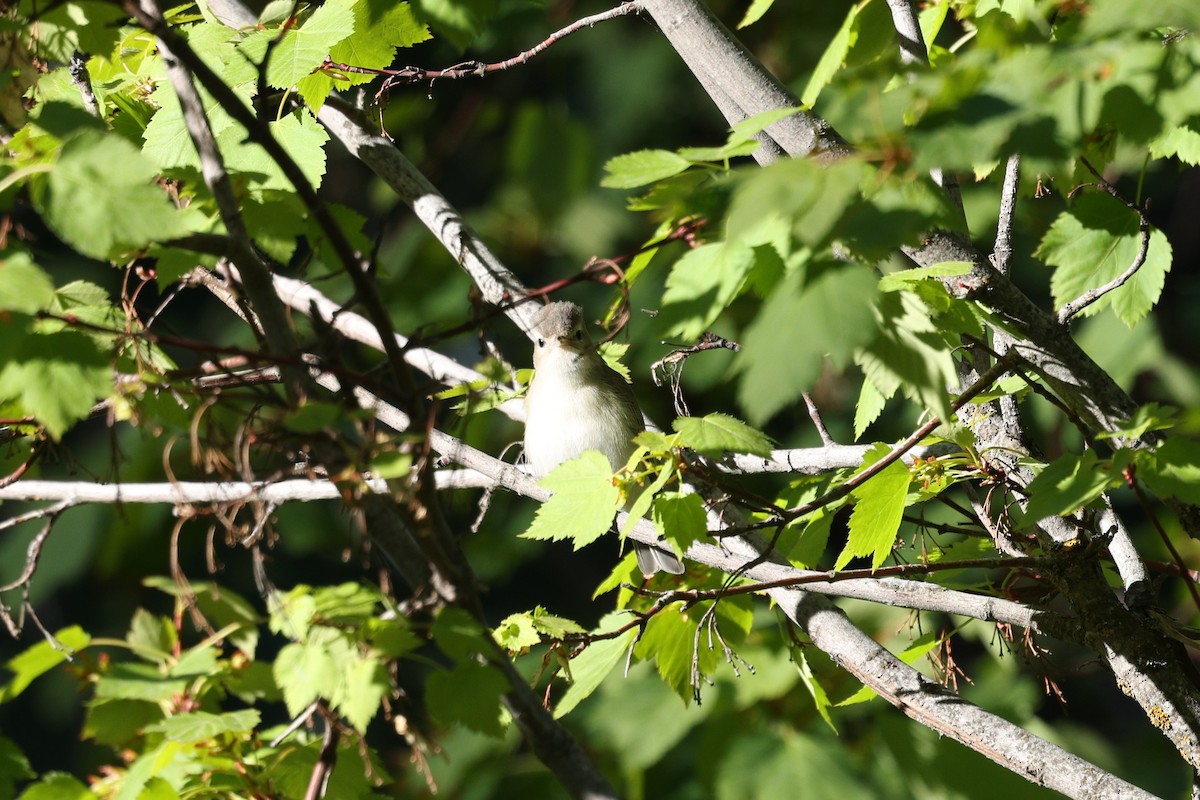 Western Warbling Vireo - ML657828490