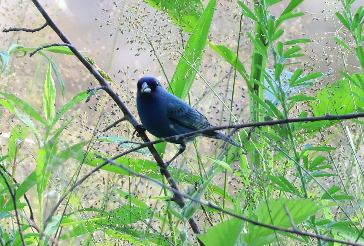 Indigo Bunting - ML657828493