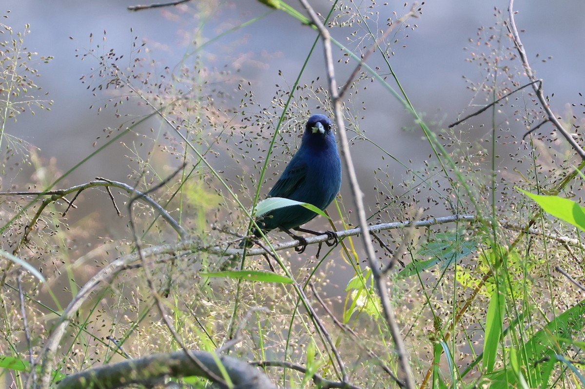 Indigo Bunting - ML657828494