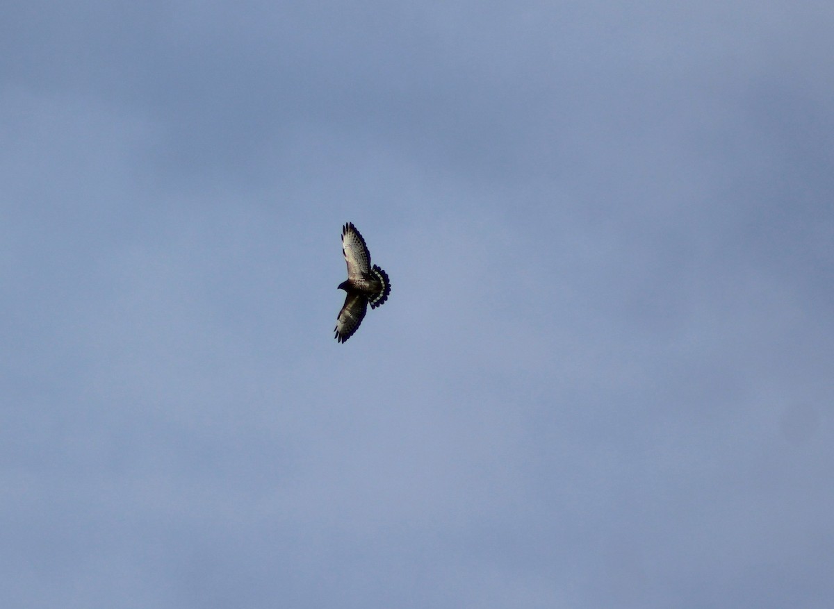 Broad-winged Hawk - ML657828525