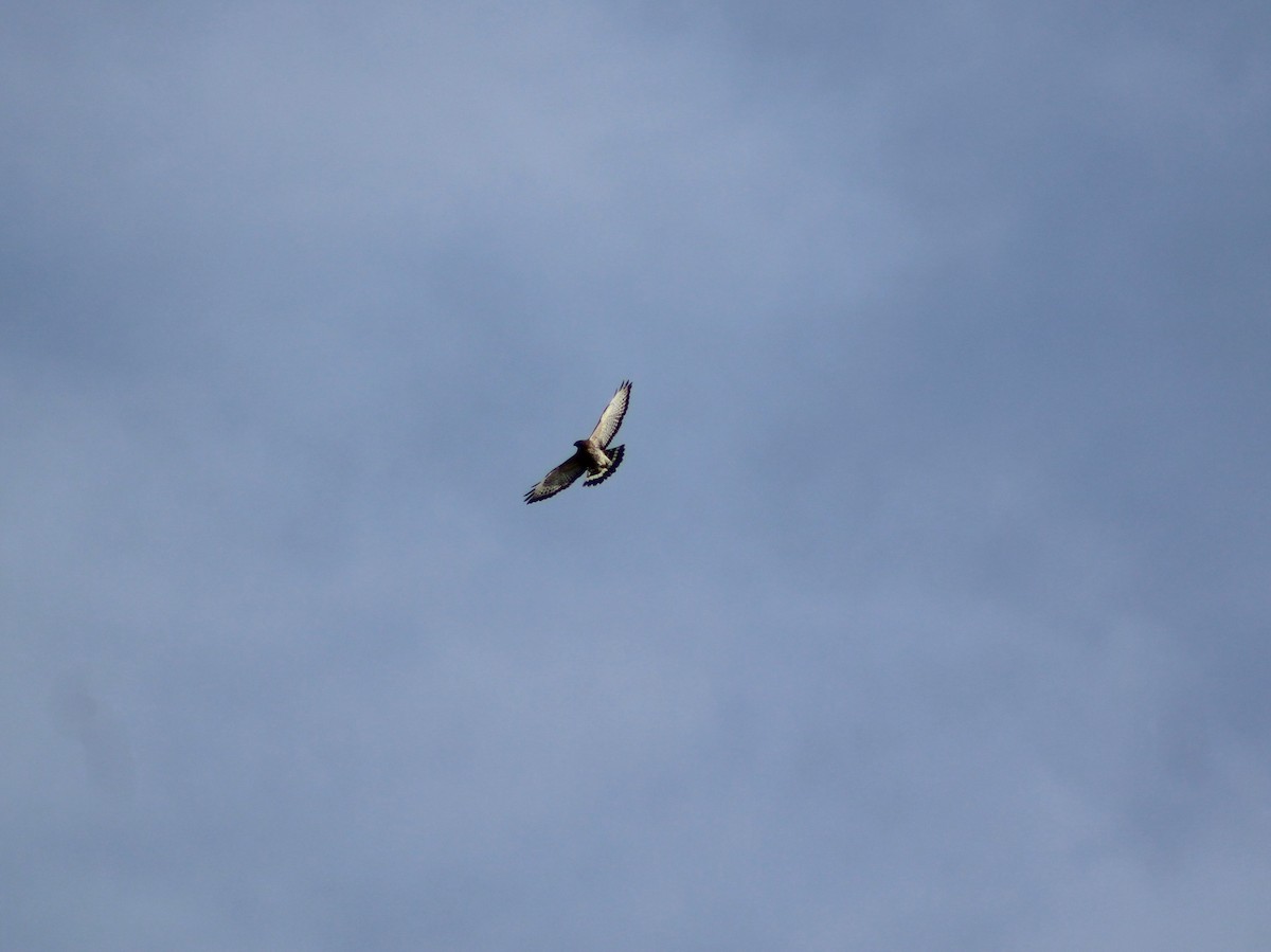 Broad-winged Hawk - ML657828526