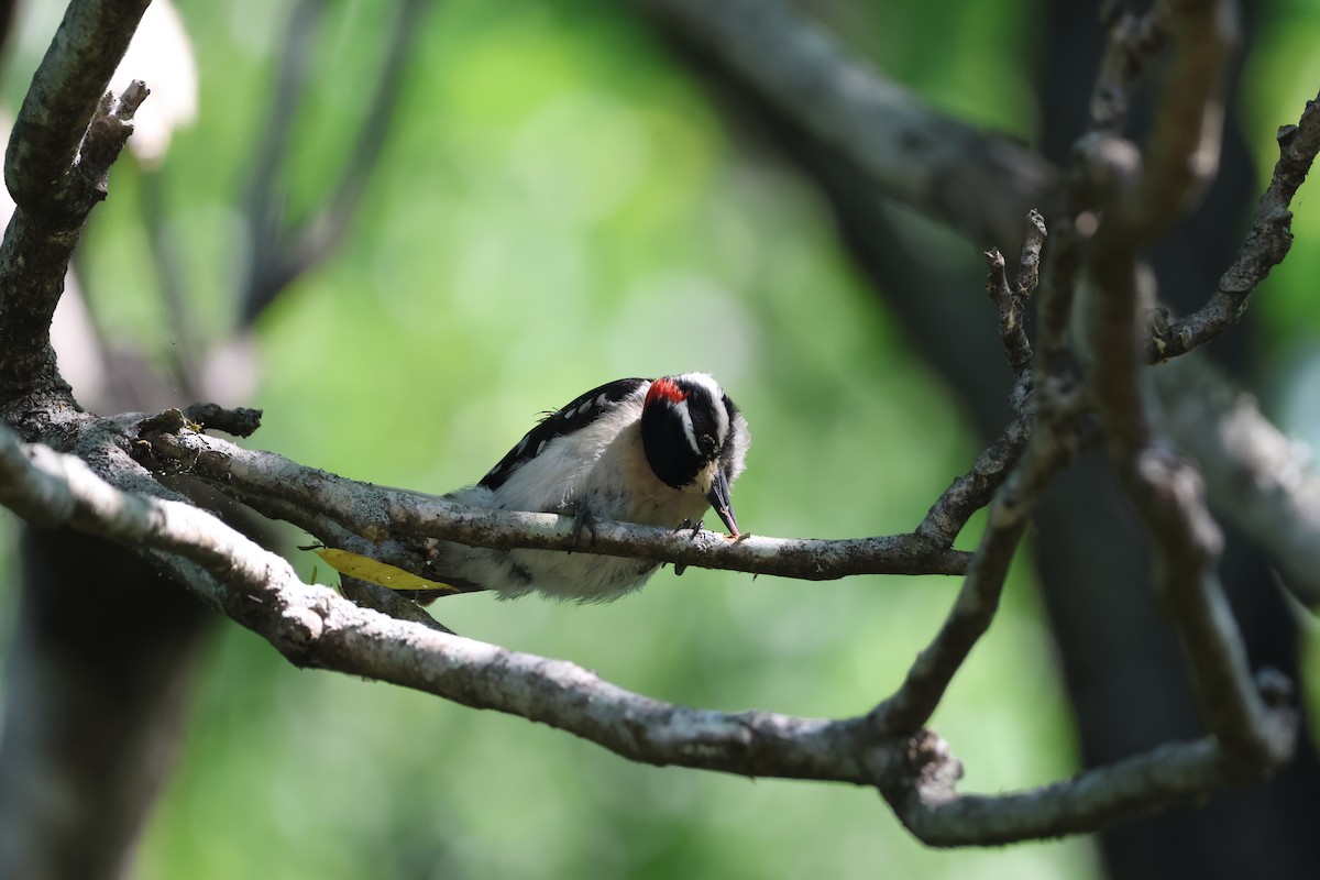 Downy Woodpecker - ML657828706