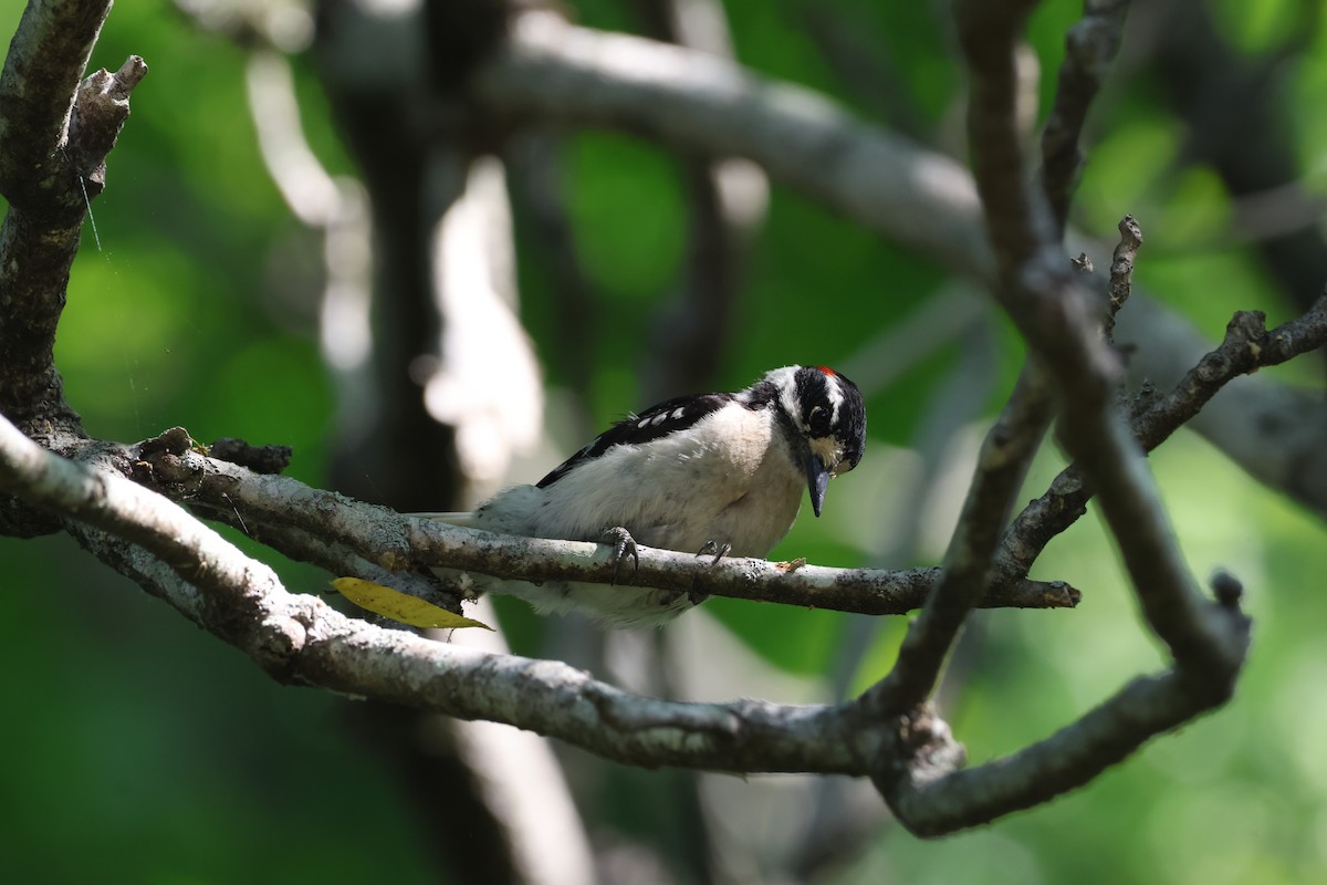 Downy Woodpecker - ML657828707