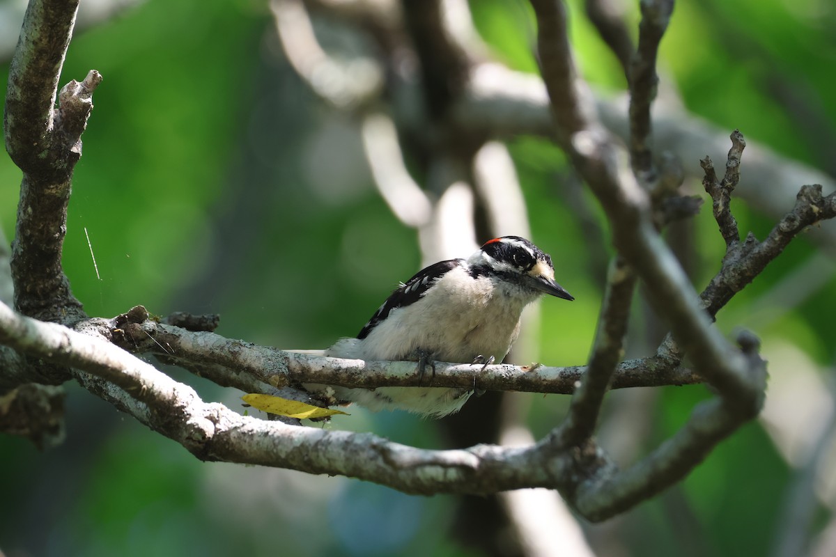 Downy Woodpecker - ML657828708