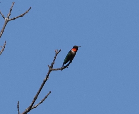 Ruby-throated Hummingbird - ML657828801