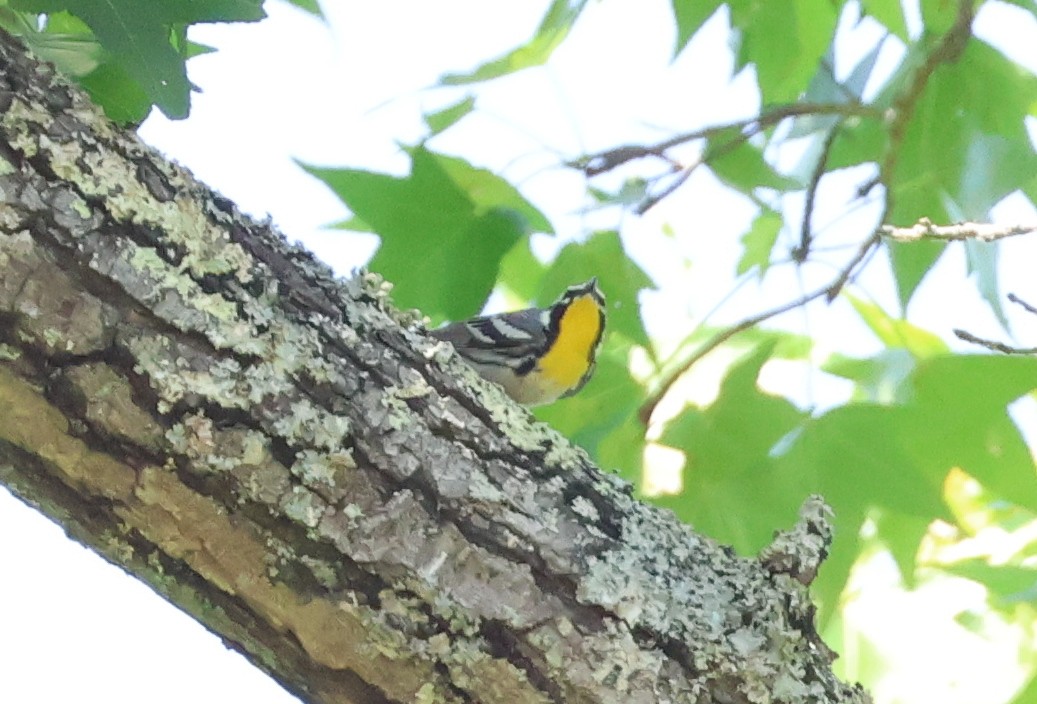 Yellow-throated Warbler - ML657829112