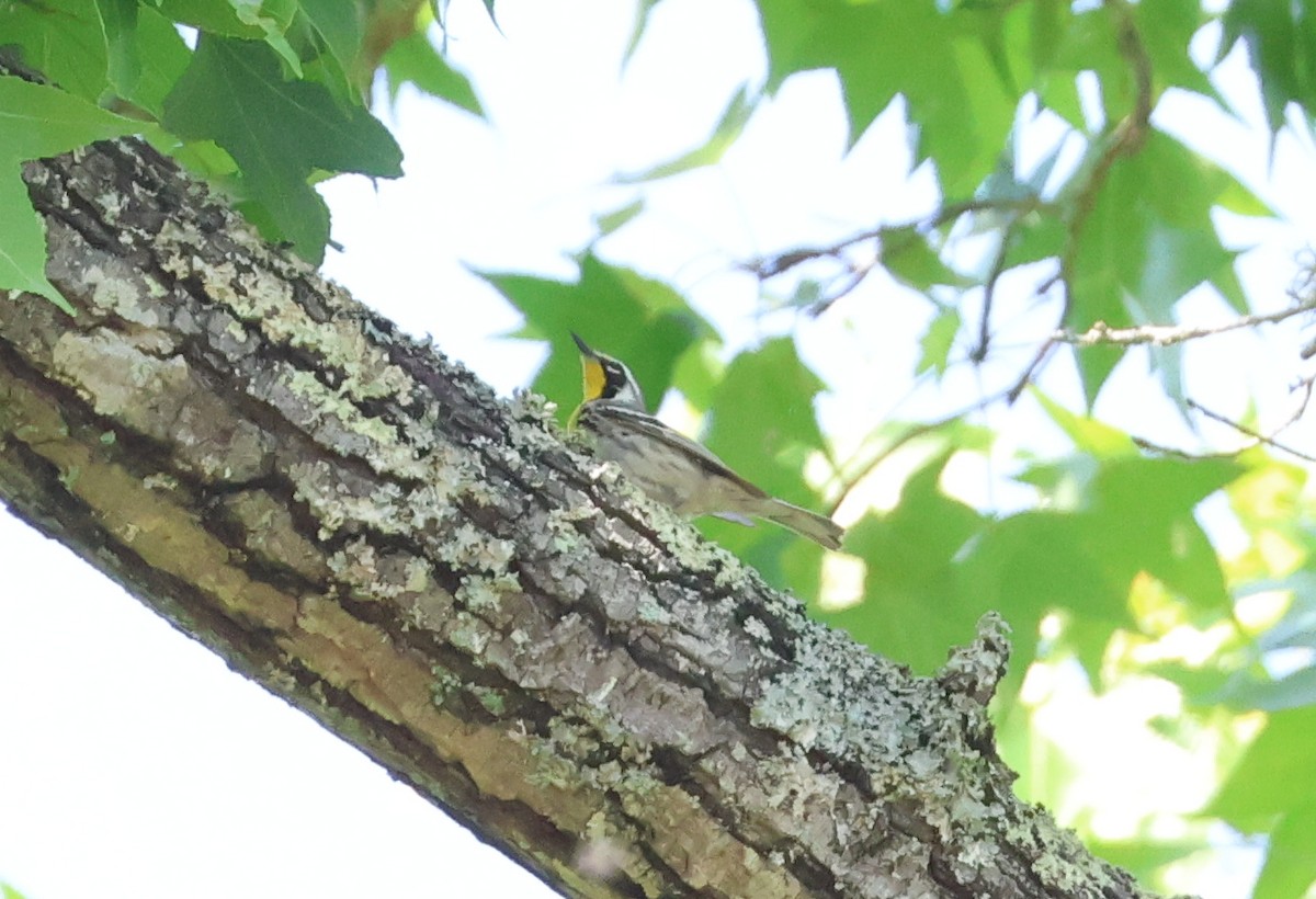 Yellow-throated Warbler - ML657829113
