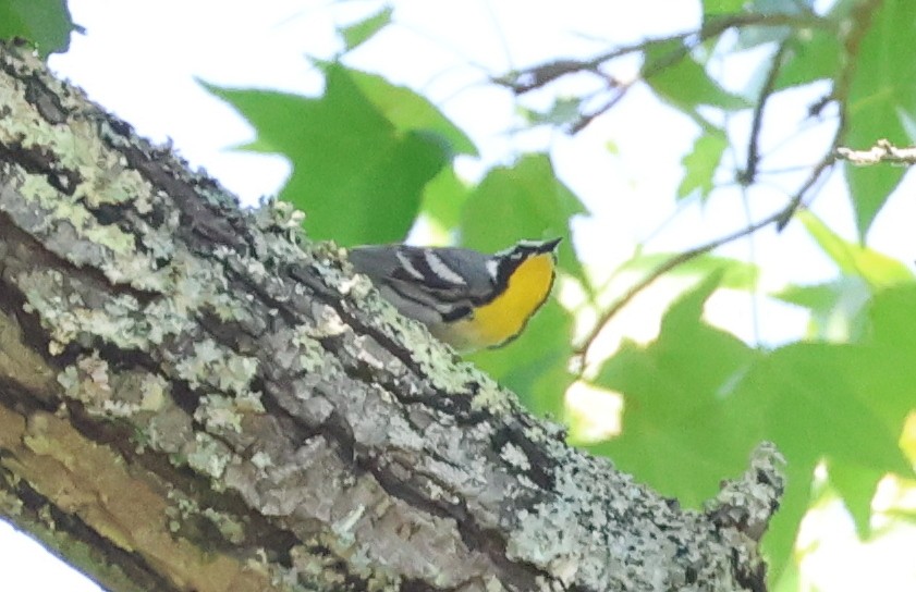 Yellow-throated Warbler - ML657829114