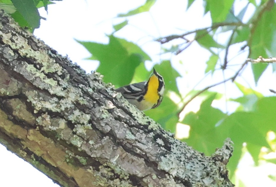 Yellow-throated Warbler - ML657829115