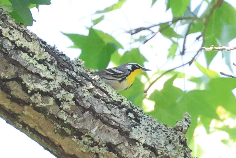 Yellow-throated Warbler - ML657829116