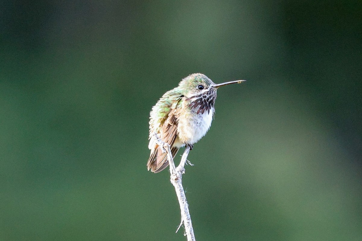 Calliope Hummingbird - ML657829218