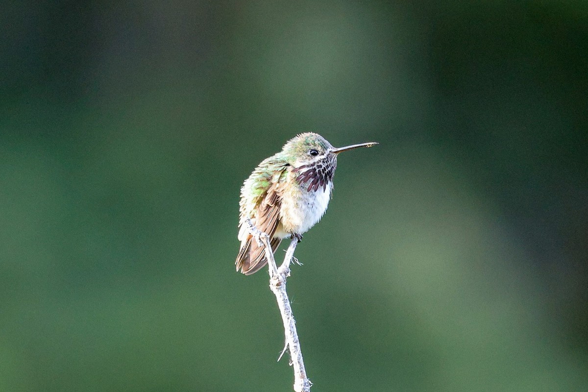 Calliope Hummingbird - ML657829219