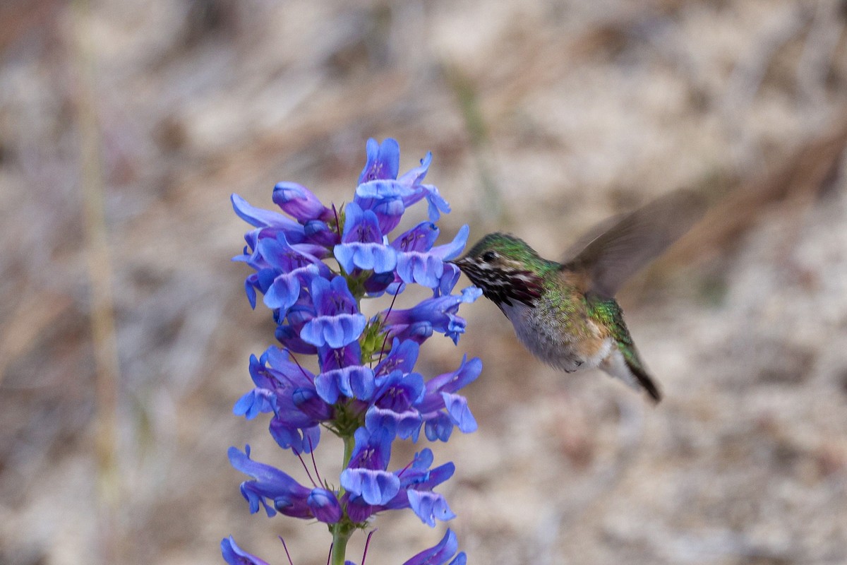 Calliope Hummingbird - ML657829221