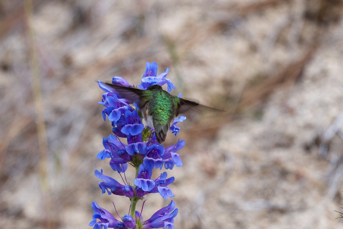 Calliope Hummingbird - ML657829222