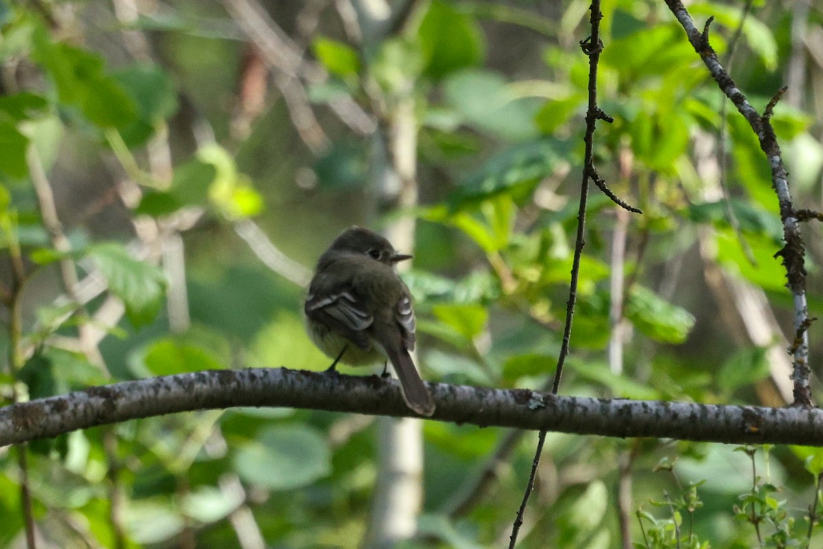Dusky Flycatcher - ML657829236