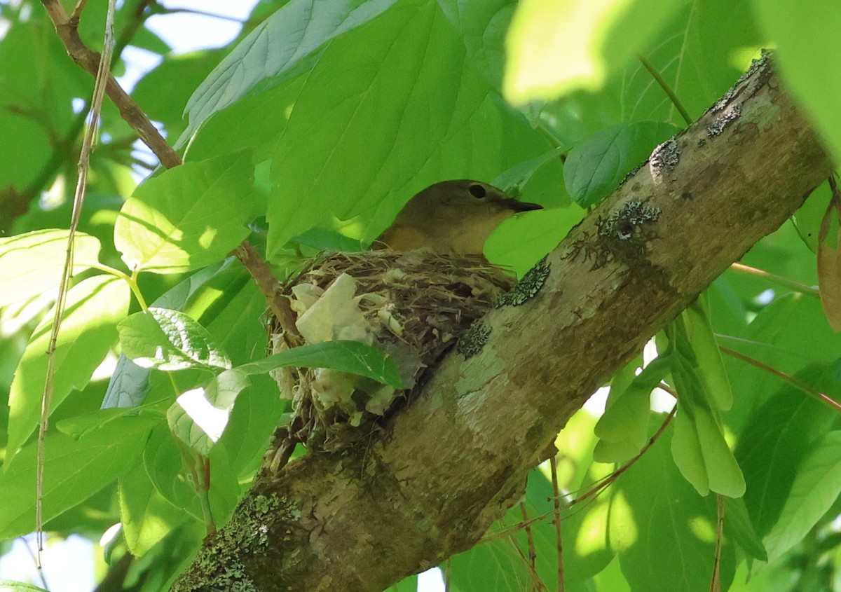 American Redstart - ML657829259