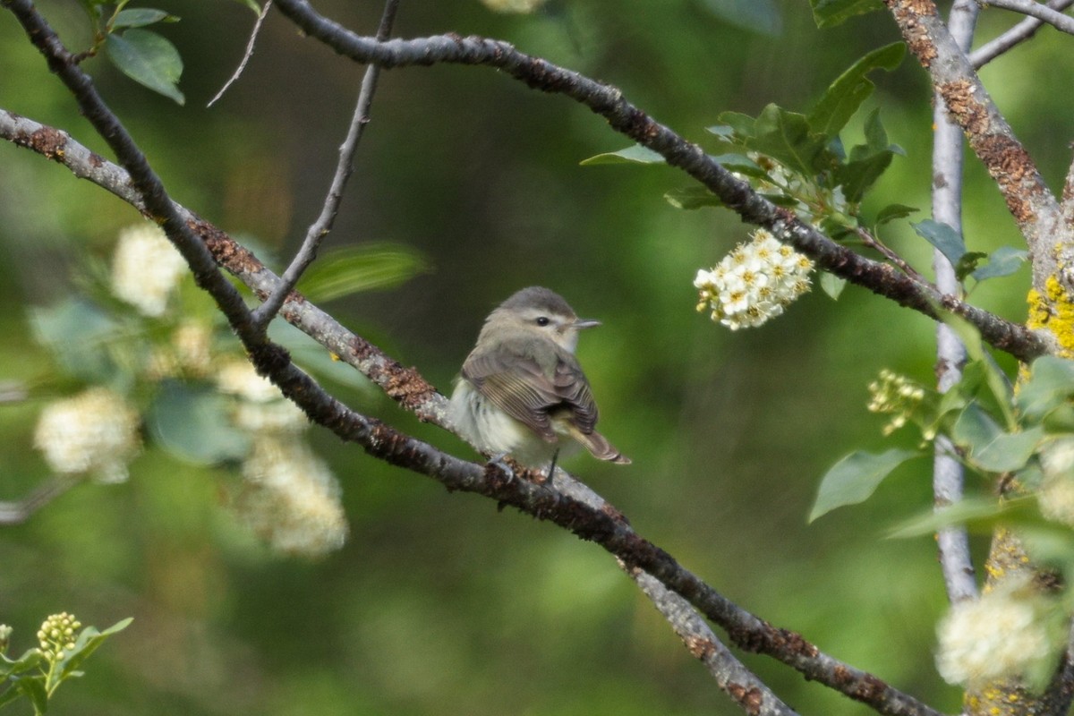 Western Warbling Vireo - ML657829294