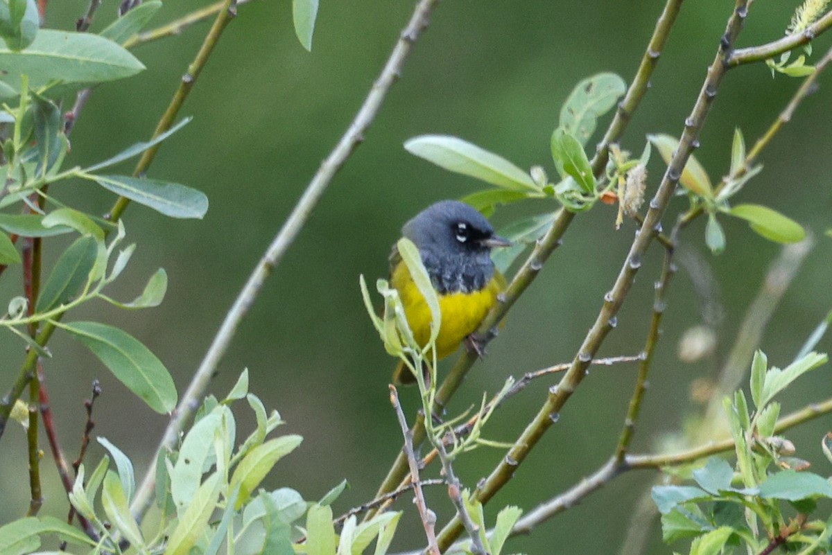 MacGillivray's Warbler - ML657829325