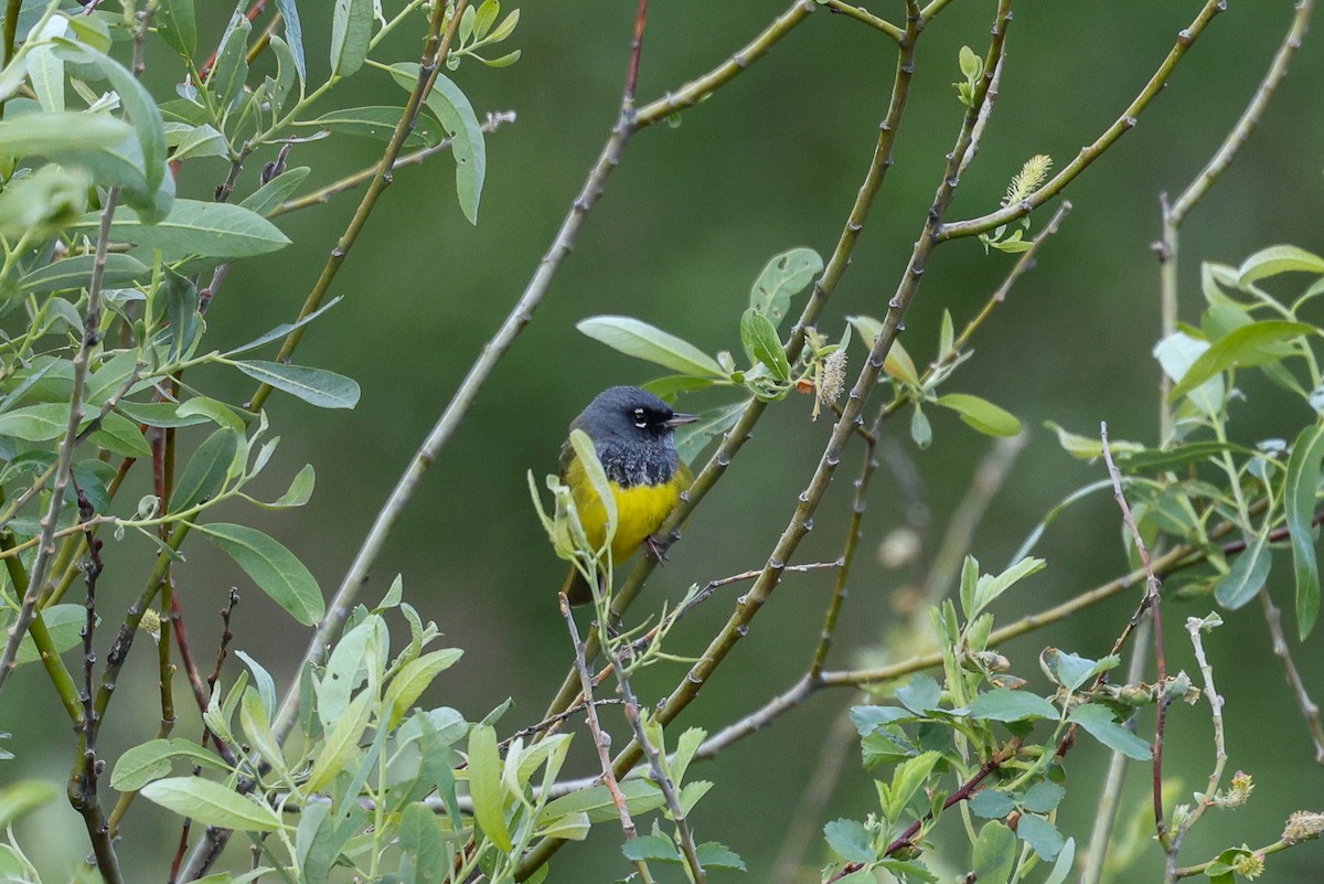 MacGillivray's Warbler - ML657829326