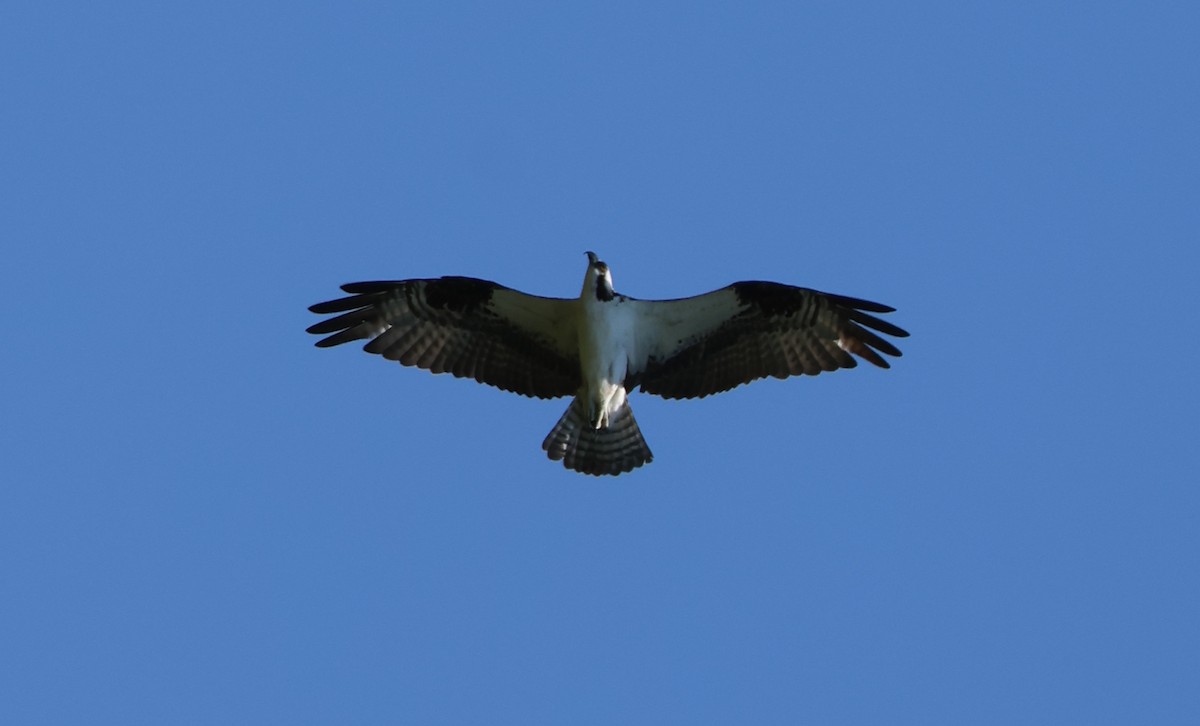 魚鷹 - ML657829490