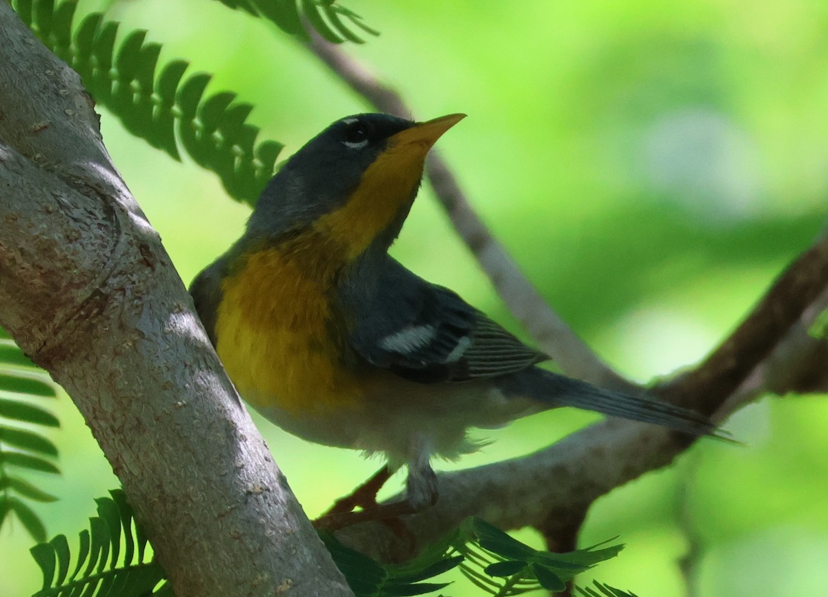 Northern Parula - ML657829784