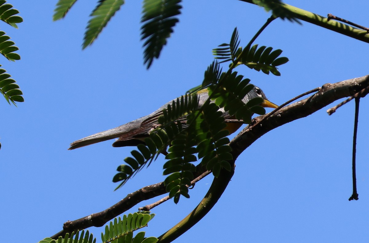Northern Parula - ML657829785