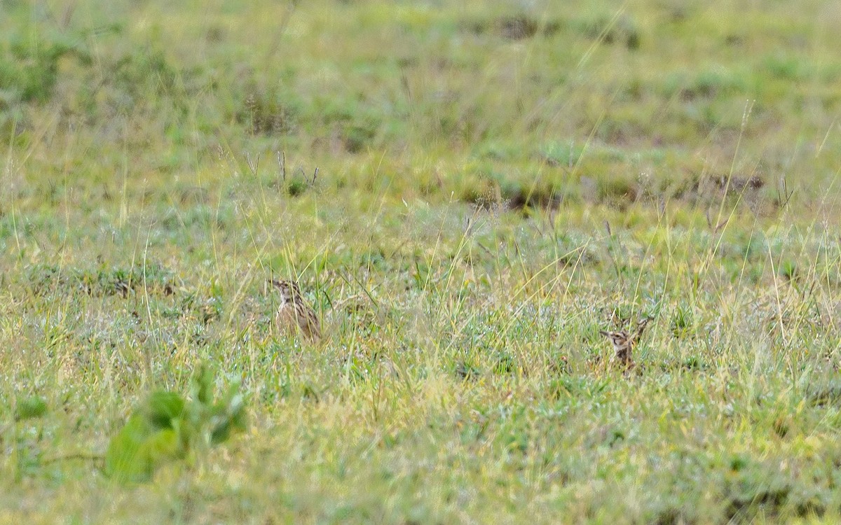 Short-tailed Lark - ML657829826