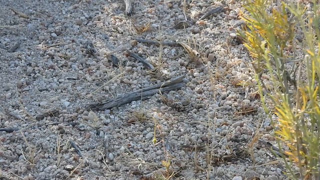 Western Rattlesnake - ML657829917