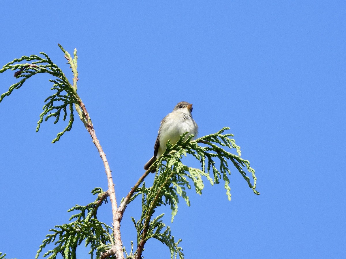 Willow Flycatcher - ML657830201