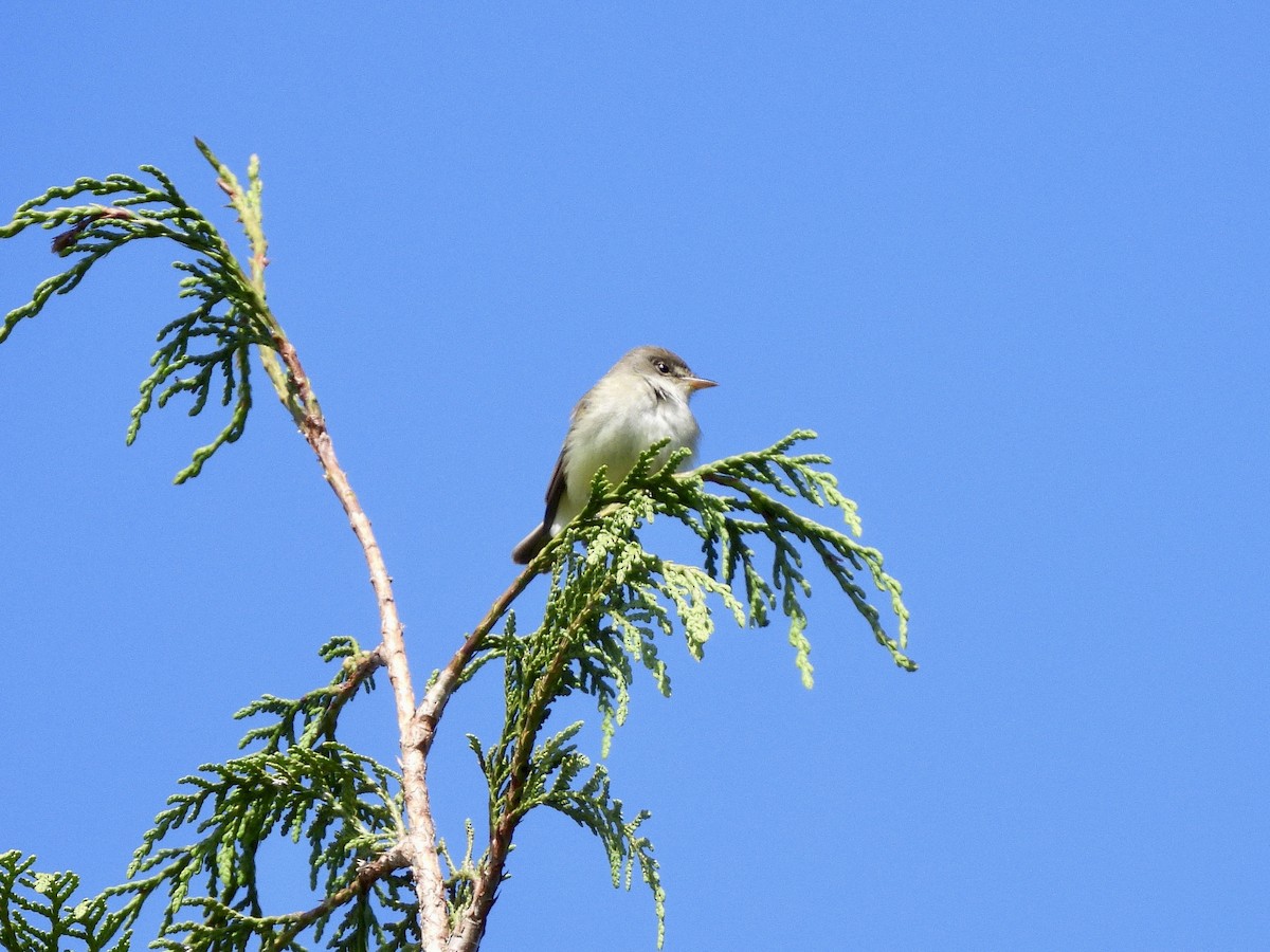 Willow Flycatcher - ML657830202