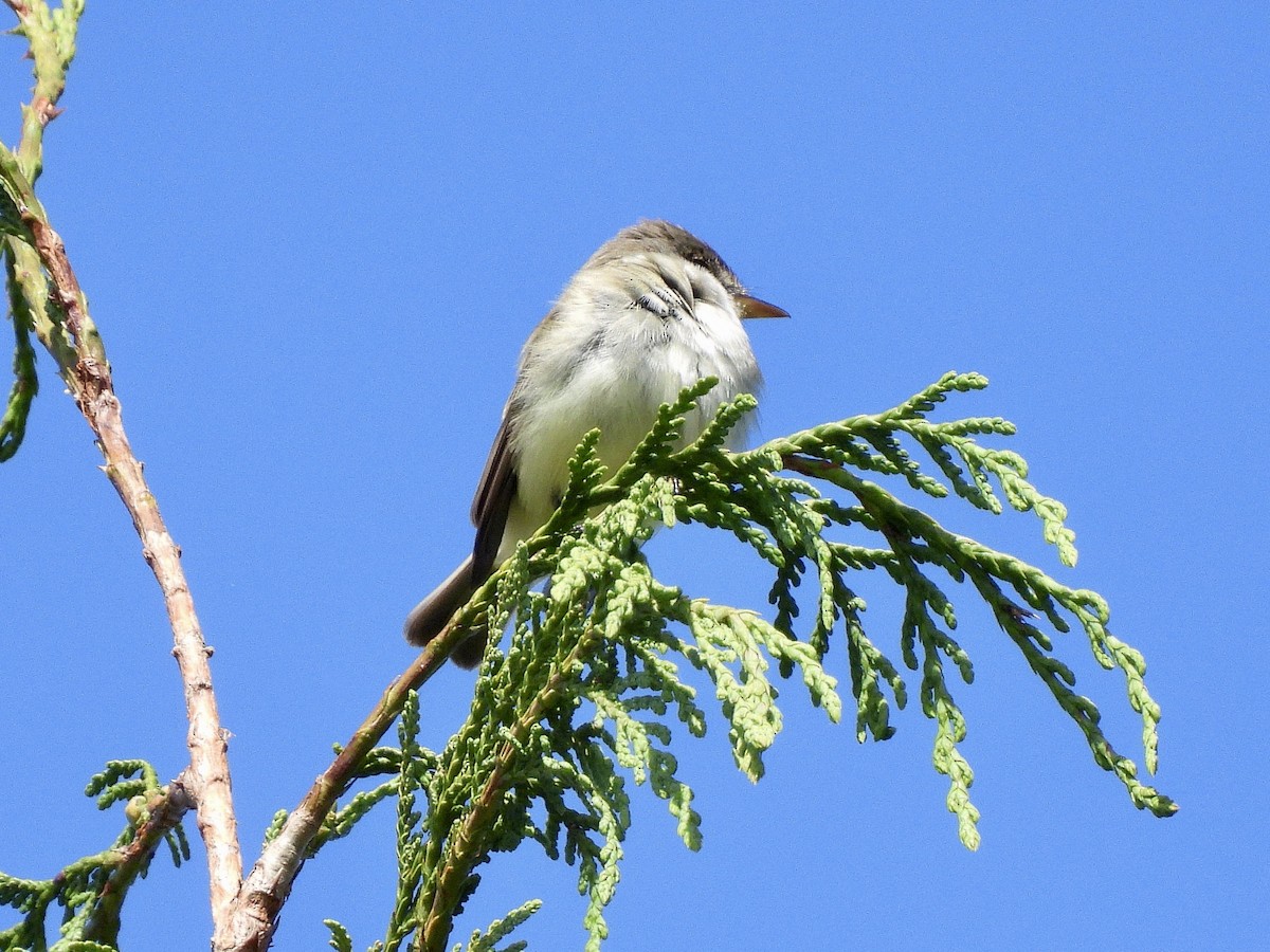 Willow Flycatcher - ML657830203