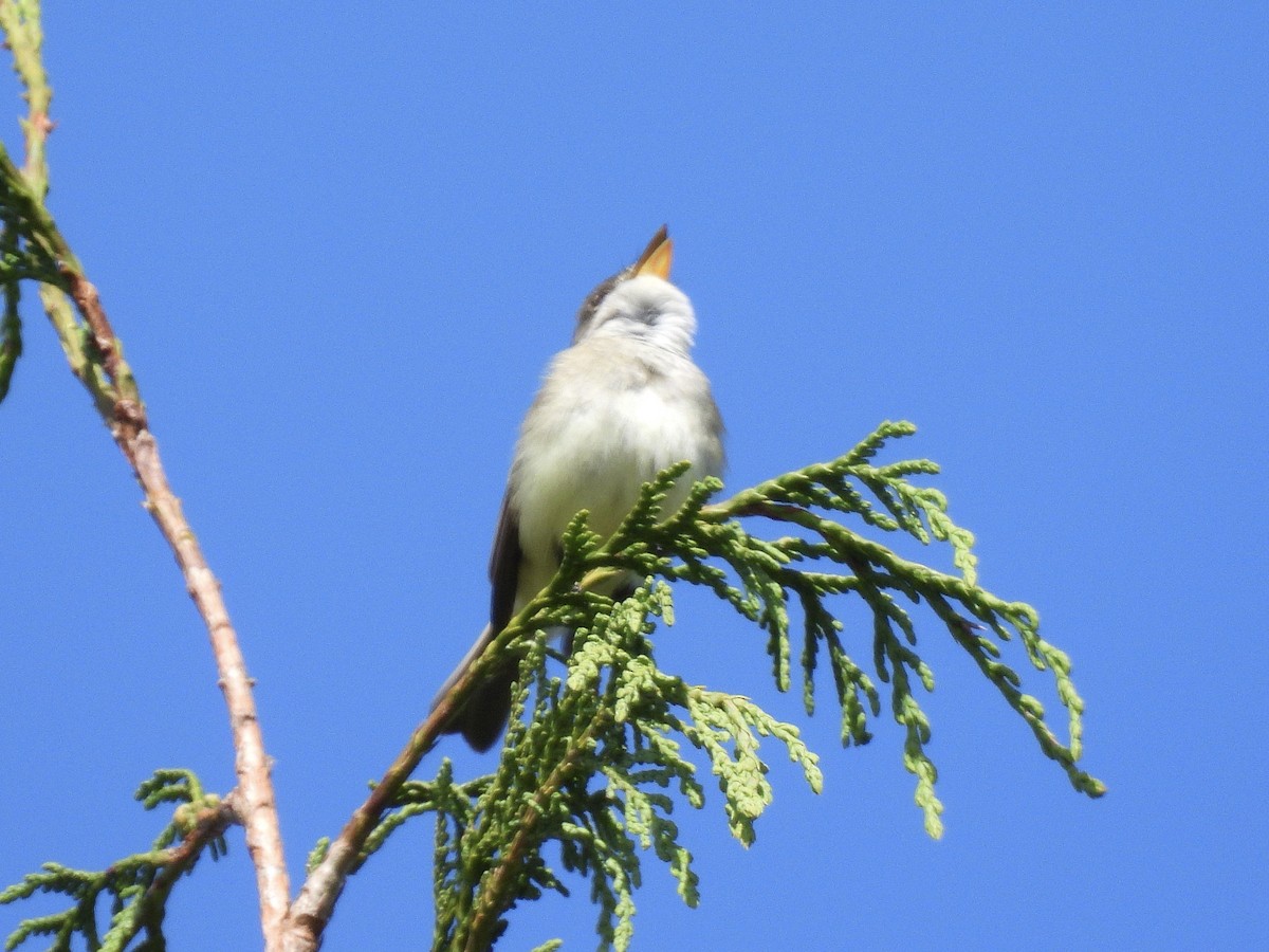 Willow Flycatcher - ML657830204