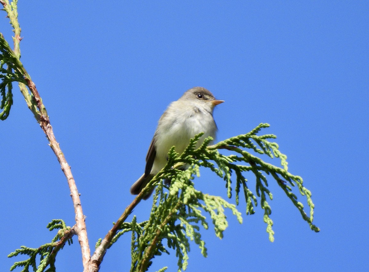 Willow Flycatcher - ML657830205
