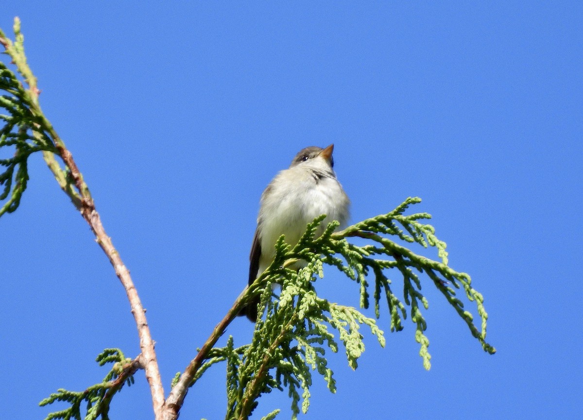 Willow Flycatcher - ML657830206