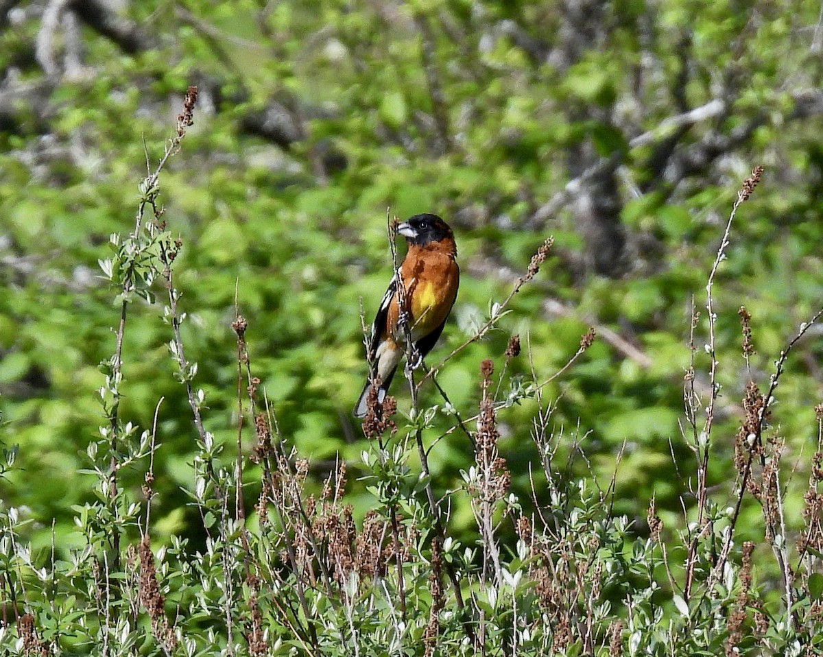 Black-headed Grosbeak - ML657830247