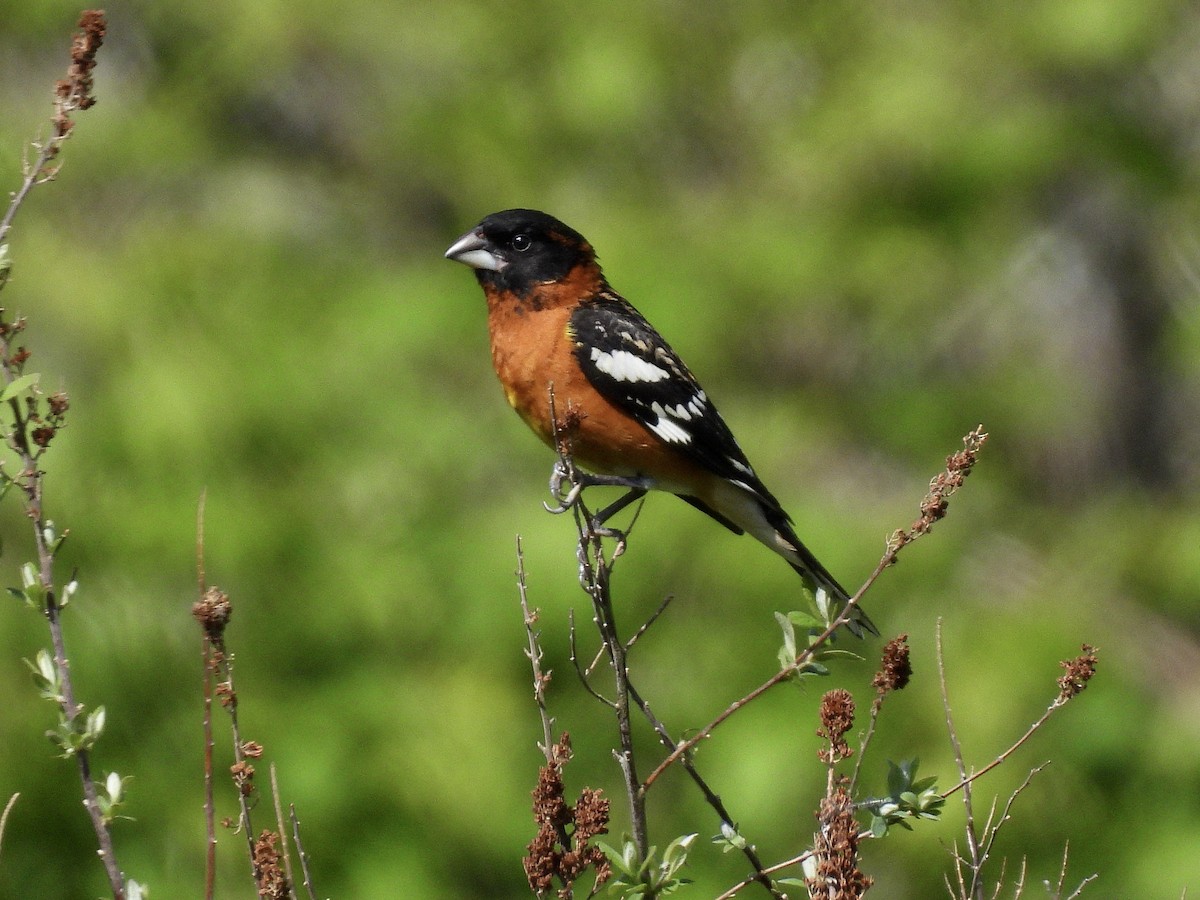 Black-headed Grosbeak - ML657830248