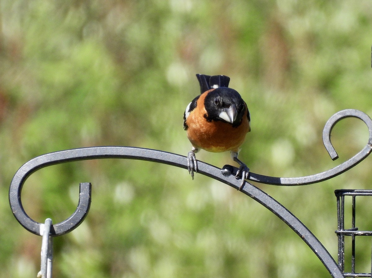 Black-headed Grosbeak - ML657830249