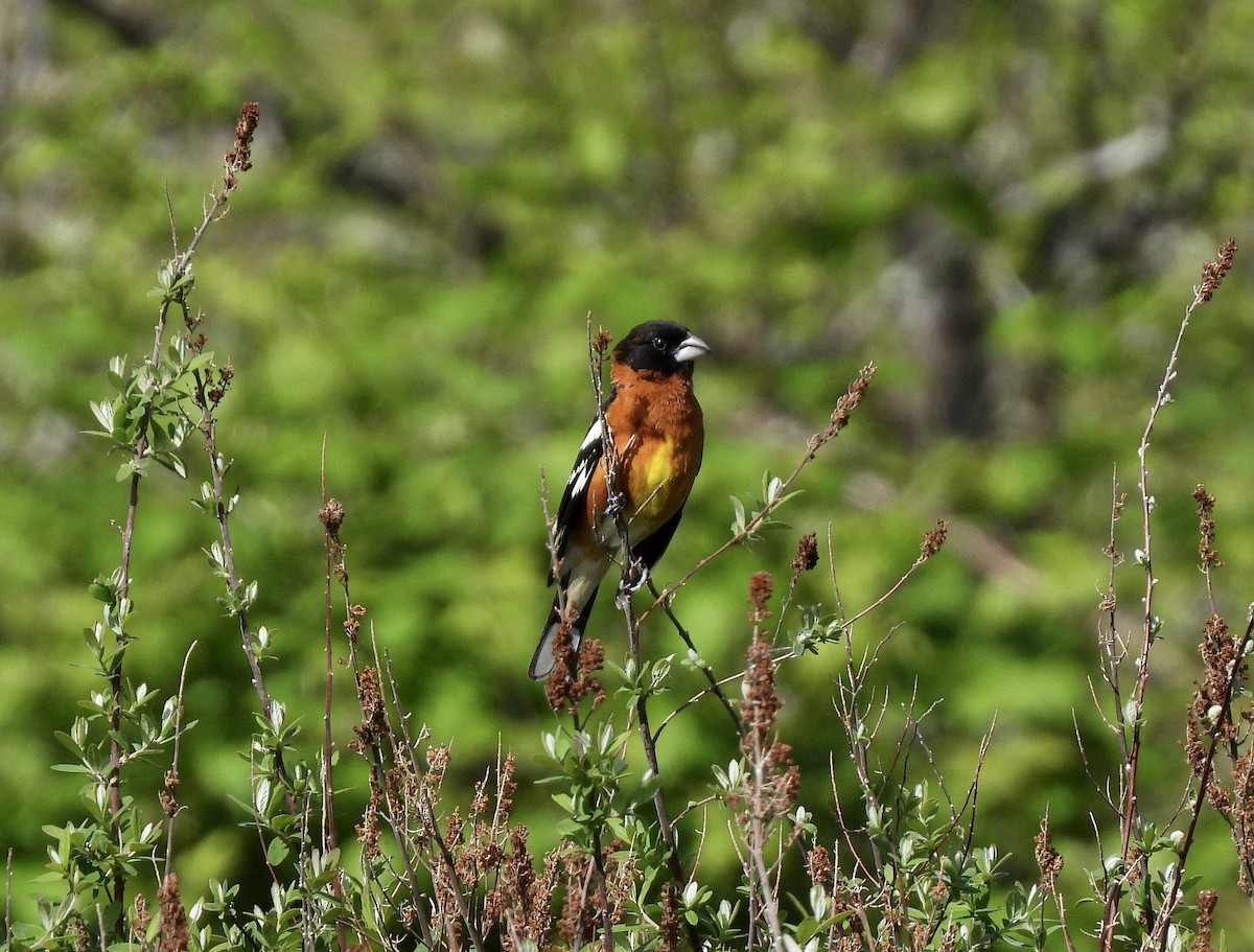 Black-headed Grosbeak - ML657830250