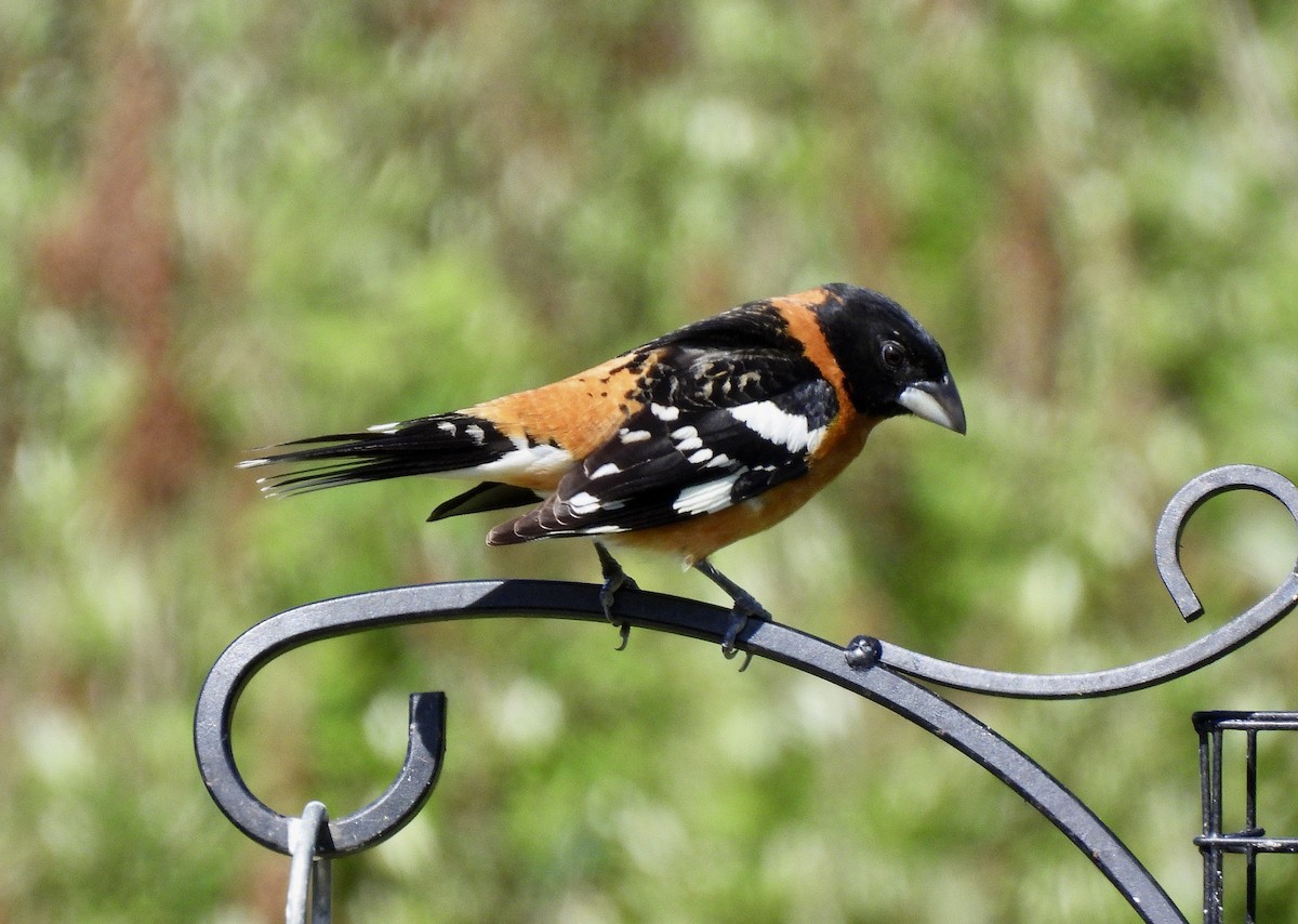 Black-headed Grosbeak - ML657830251