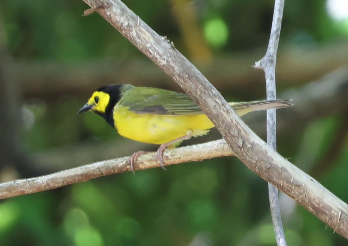Hooded Warbler - ML657830494