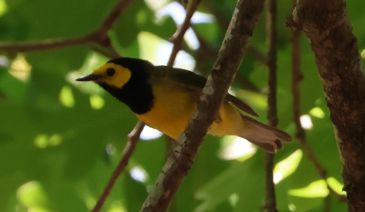 Hooded Warbler - ML657830495
