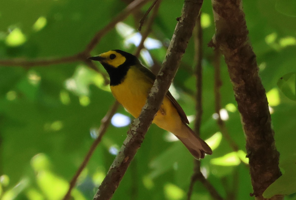 Hooded Warbler - ML657830496