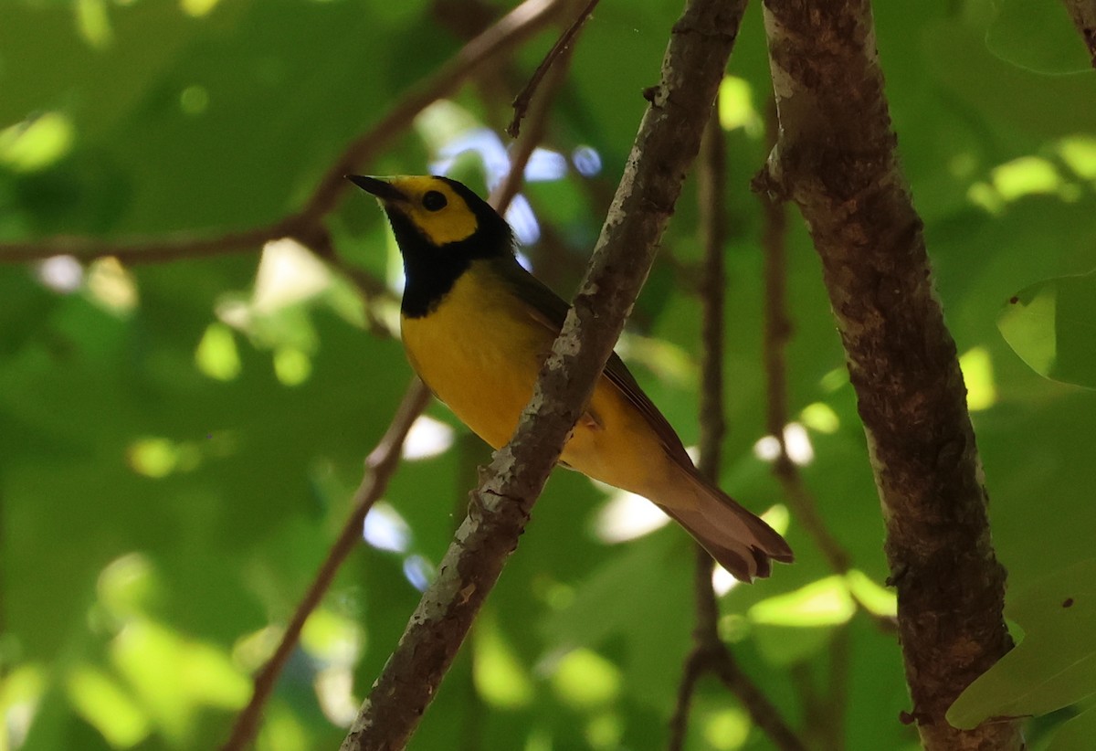 Hooded Warbler - ML657830497