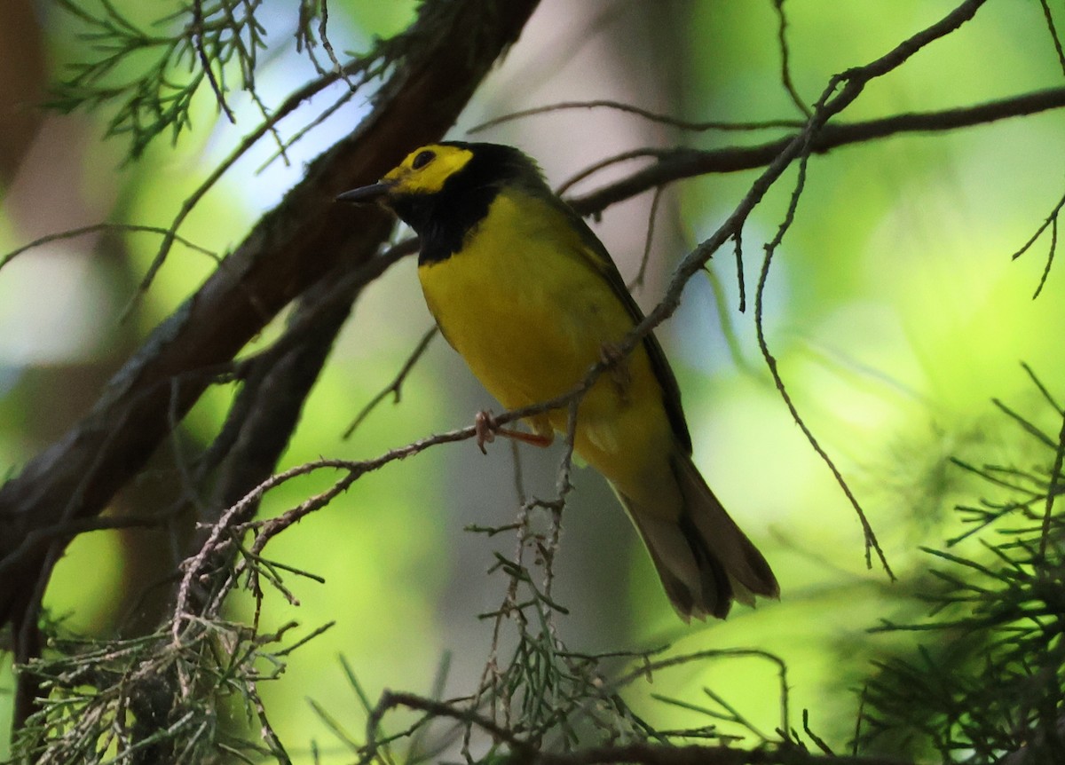 Hooded Warbler - ML657830498