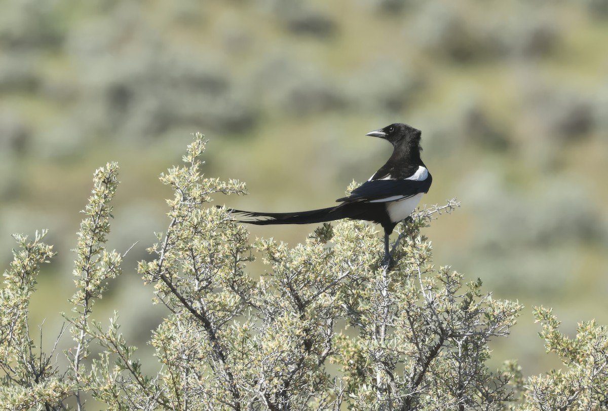 Black-billed Magpie - ML657831447