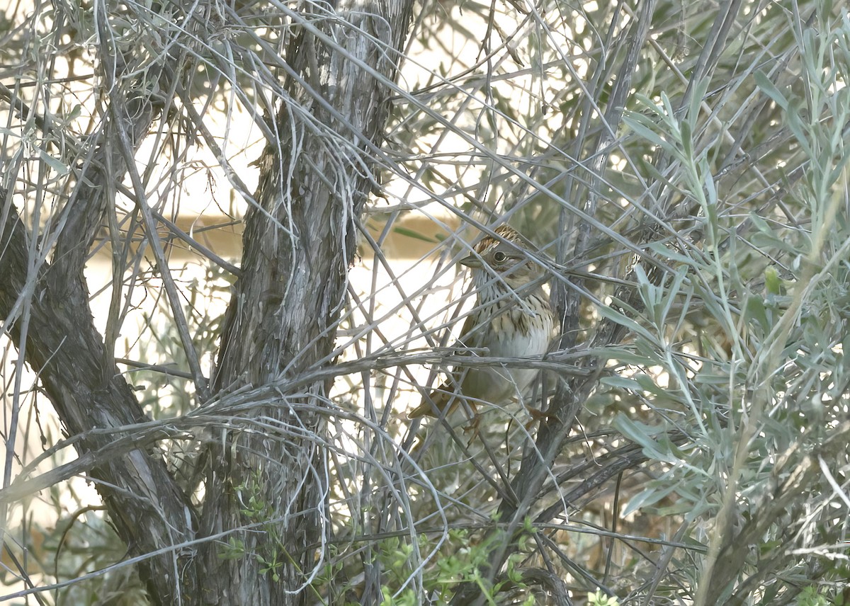 Lincoln's Sparrow - ML657831471