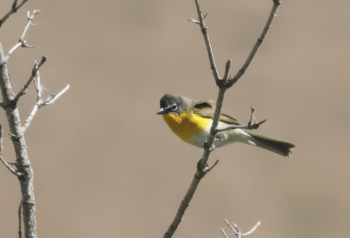 Yellow-breasted Chat - ML657831494